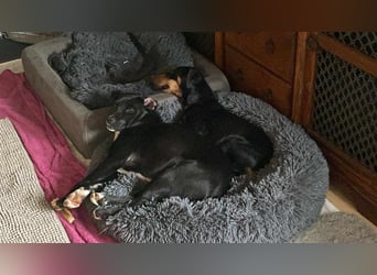 Leyla aktiver Jagdterrier Mischling Hündin sucht Zuhause für immmer