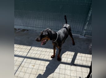 Zarter Odin sucht sein Für-Immer-Zuhause ❤️