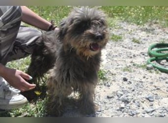 Bobi – einer von zwölf zurückgelassenen Hunden sucht ein neues Zuhause
