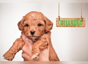 5 Wunderschöne Maltipoo-Welpen suchen ein neues, liebevolles Zuhause!