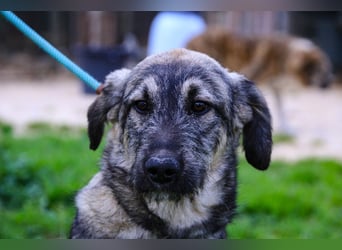 Rico  - Mix Schnauzer / Schäferhund, lieb und verträglich
