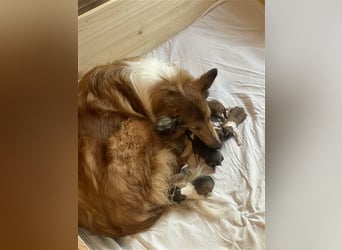 Familienfreundliche American Collie Welpen mit Papieren in liebevolle Hände abzugeben