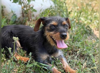 Lili. geboren 01.11.2024, 25cm sucht ihr Körbchen