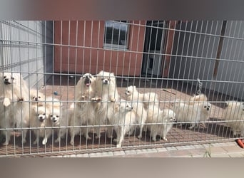 32 Pomeranian- Mädels und Buben (Zwergspitze)