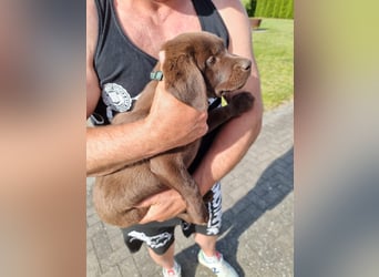 Zuckersüße Reinrassige Labrador Welpen suchen liebevolles Zuhause!