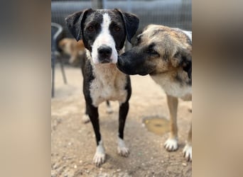 KORA❤️sanfte Seele sucht sehnsüchtig ein liebevolles Zuhause & Geborgenheit