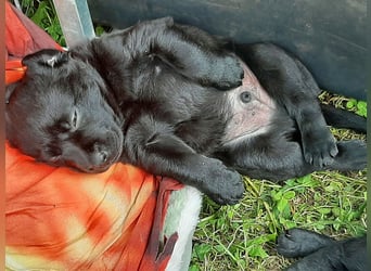 Labradorpuppies mit Papieren suchen ab Mitte Juli ein neues Zuhause