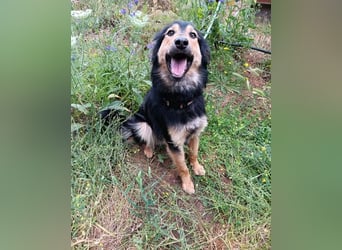 Sportlicher Collie Mix sucht sportliche Familie