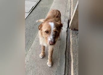 MATO verspielter, sehr lieber ca. 10 mon. Terriermix-Teenager, Familienhund