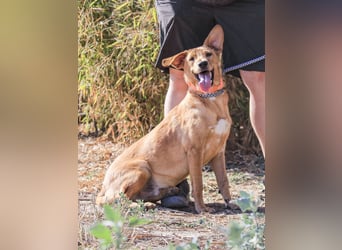Badou, Mix Labrador / Schäferhund, lieb und sozial
