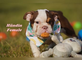 Englische Bulldogge Welpen