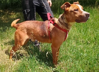 Julien, American Staffordshire Mischling