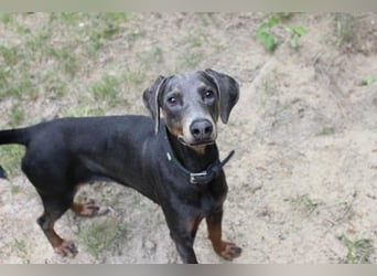 Fiona, Dobermann, geb. 5/ 2024, su. erfahrene Besitzer
