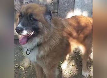 Ursu - freundlicher, verschmuster Herdenschutzhund Mix Rüde / z.Zt. noch in Rumänien