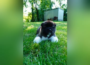 Amerikanische Akita