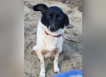 Sanfte Hündin Velta❤️aus Russland sucht liebevolles Zuhause - Pflegestelle oder Endstelle gesucht