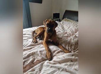 Wunderschöne Boxerwelpen!