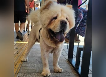 Charlie- Chow Chow- sucht ein Zuhause / eine Pflegestelle