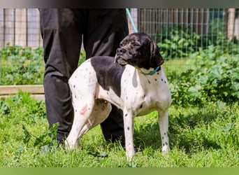 Pepa  - Englischer Pointer, lieb und verträglich