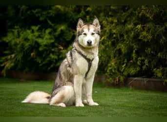 Wapaj - gut erzogener liebevoller Familienhund - Tierhilfe Franken e.V.