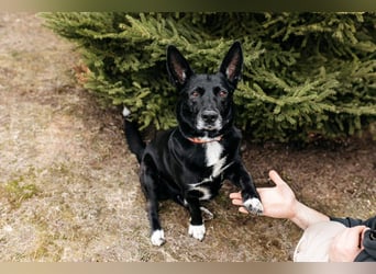 Wunderbarer Charly sucht seine Familie