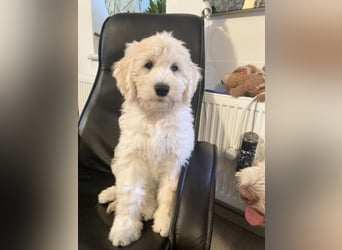 Abgabebereite Goldendoodle & Labradoodle Labrador+Golden+Retriever+Pudel Welpen