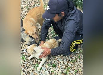 LEILA sucht eine Familie