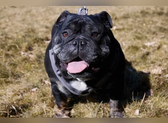 Maggie - gemütliche Herzensbrecherin