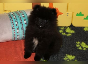 Yulie unsere kleine Pomeranian Zwergspitz Hündin mit Papieren kann ausziehen