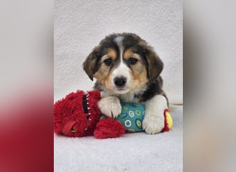 Nuki, eine von 7 zauberhaften Hundekindern