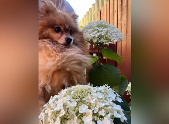 Mogyoro SR- kleiner Pomeranian mit großem Nachholbedarf sucht geduldige Menschen
