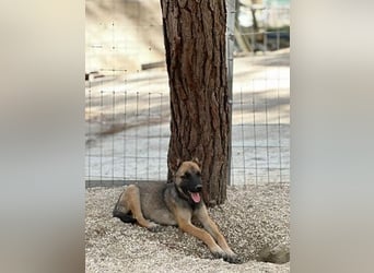 Malinois Mädchen LILO (Juni 2024) sucht eine Familie!