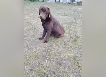 Labrador Welpen schokobraun reinrassig