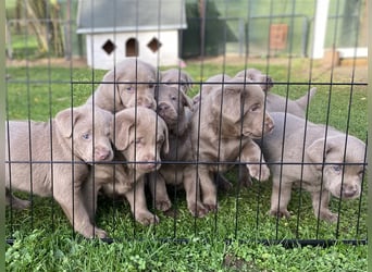 Labrador Welpen in der Farbe Silber mit Ahnentafel!