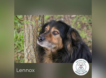 Lennox: treuer Begleiter sucht Familie