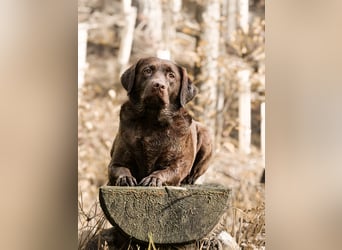 Labrador Welpen aus Körzucht