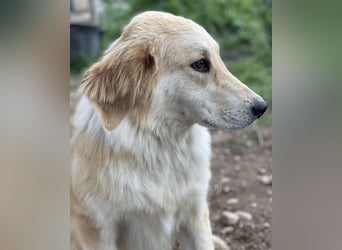 Giannis, geb. ca. 07/2022, lebt in GRIECHENLAND, im städt. Tierheim Serres