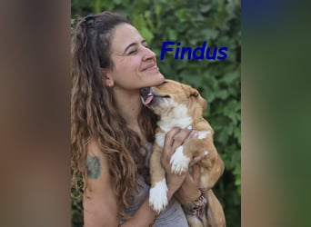 Findus 01/2025 (ESP) - kleiner Welpe sucht Unterstützung!