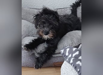 Lulu ❤️ wartet in 27751 Delmenhorst
