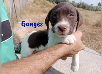 Ganges geb. 03/2025 (ESP) - zuckersüßer Labrador-Mix Welpe!