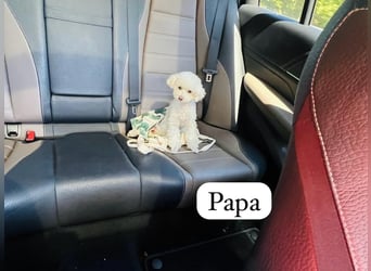 Rüde Pudel Welpen - Male Poodle Puppy