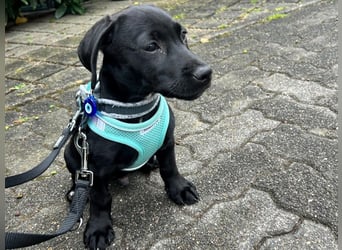 Misissippi geb. 03/2025 (in Deutschland) - kleiner Labrador-Mix Welpe!