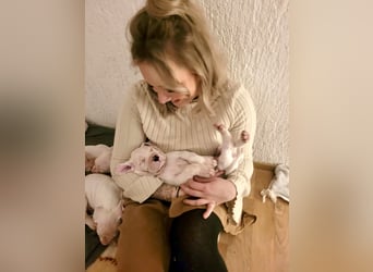 NEUE Welpen sind da.. die reinrassigen Dogo Argentinos mit Ahnenpass