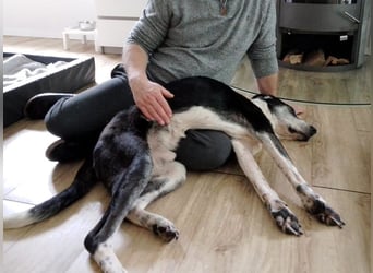 ♥LADI♥ am 13.7. bei "Tiere suchen ein Zuhause"-lieber, unkomplizierter und dankbarer Schmusebär 63cm
