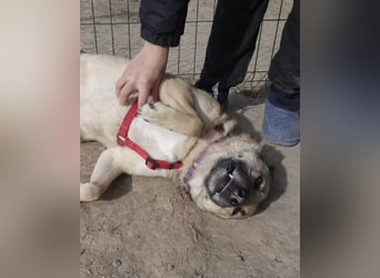 Romeo - freundlicher, anhänglicher Kangal Mix Rüde / z.Zt. noch in Rumänien