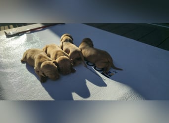 Magyar Vizsla Welpe