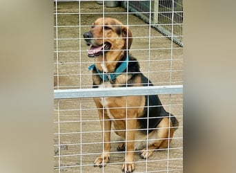 Junger Mischlingsrüde MARLEY (3 Jahre) sucht eine Familie