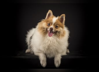 Liebevolle Zwergspitz Pomeranian Zucht