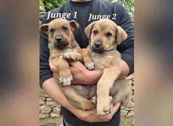 Fünf Burschen suchen ab Mitte Juni, ihr für immer Zuhause!