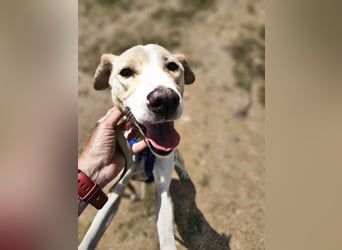 Lucy: tolle Familienhündin in schöner Größe
